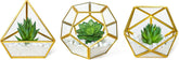 Artificial Succulent in 3 Pack Mini Glass Geometric Terrarium, Miniature Potted Faux Plant Bookshelf Desk Boho Office Room Decor for Women Girls Dorm Gift Idea, Gold