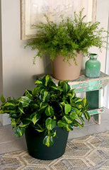 8" Round Classic Planter - Tw/ Rolled Rim & 10 Drain Holes