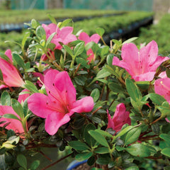Bonsai Live Satsuki Azalea Outdoor Bonsai Tree-5 Years Old 6" to 8" Tall with Decorative Container, Small, Blank