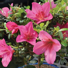 Bonsai Live Satsuki Azalea Outdoor Bonsai Tree-5 Years Old 6" to 8" Tall with Decorative Container, Small, Blank