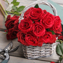 12 Pcs Red Artificial Rose Flowers, Realistic Blossom Fake Roses with Long Stems, Single Silk Roses Flower Bouquet Arrangement for Valentine's Day Wedding Bridal Shower Party Home Table